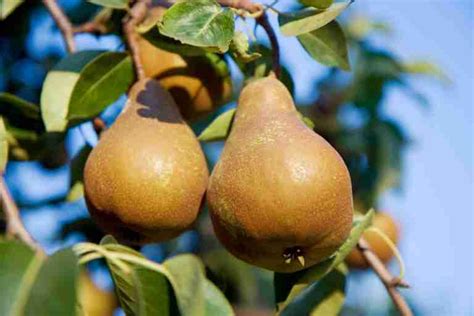 Dwarf Buerre Bosc Pear - PlantNet® Australia