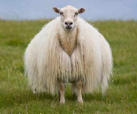 Facts you never knew about the Icelandic Sheep. | Сельскохозяйственные ...