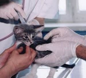 10 Facts about Animal Testing - Fact File