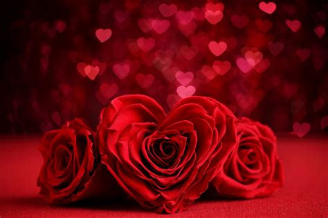 Romantic Red Roses HD - 8K Ultra Valentine Wallpaper