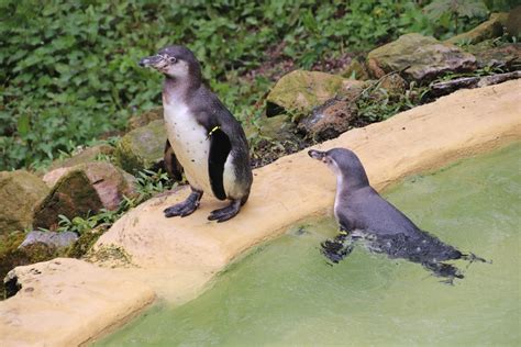 Penguins settle in! - Dudley Zoo and Castle