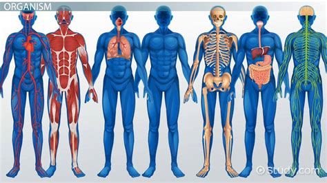 Human Body Systems Royalty Free Vector Image VectorStock, 41% OFF