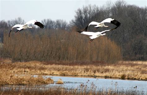 Goose Pond Fish & Wildlife Area - Visit Greene County Indiana