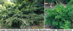 90 Small or Dwarf Evergreen Shrubs (With Pictures and Names)