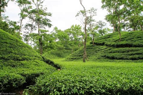 Old British Tea Gardens - Srimongol, Sylhet, Bangladesh | Everything ...