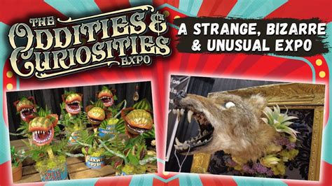 ODDITIES & CURIOSITIES EXPO | SAN DIEGO 2023 - A Strange, Bizarre & Unusual Expo - YouTube