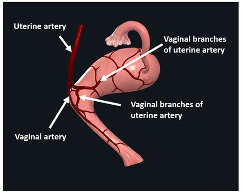 Anatomy of the Uterus | Female Reproductive Anatomy | Geeky Medics