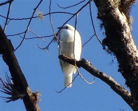 White Bellbird bird photo call and song/ Procnias albus (Ampelis alba)