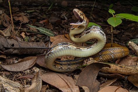 Copperhead Rat Snake in May 2021 by Artur Tomaszek · iNaturalist