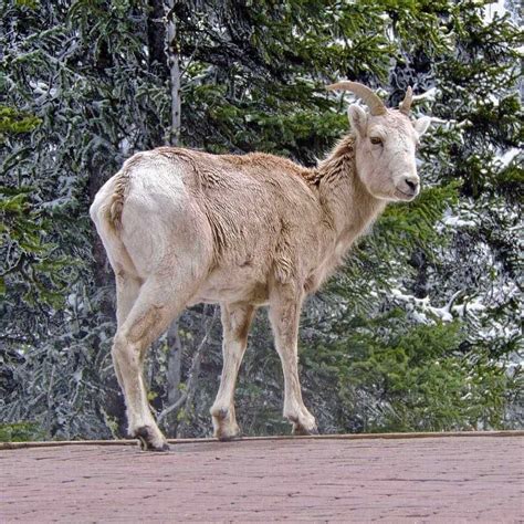 Pin by Rocky Mountaineer on Wildlife in the Canadian Rockies | Canada ...