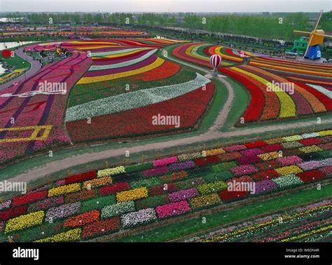 Aerial view of more than 30 million tulips in full blossom at the Holland Sea of Flowers in ...