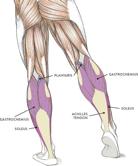 Leg Muscles Diagram : figuredrawing.info news: Leg anatomy - process / Related posts of muscle ...