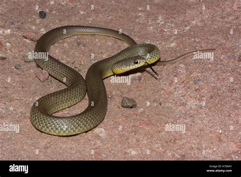 Eastern Yellow-bellied Racer (Coluber constrictor flaviventris) from ...