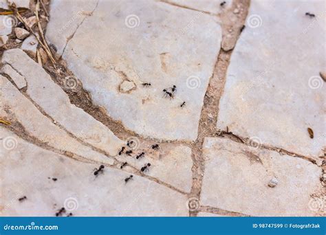 Ant trail 2 stock image. Image of nature, beige, rocky - 98747599