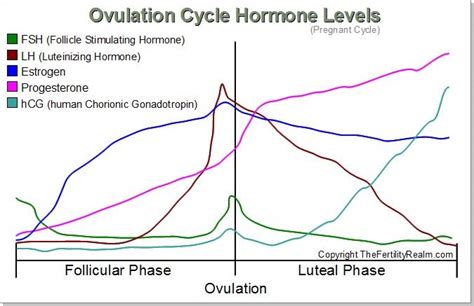 The Female Ovulation Cycle