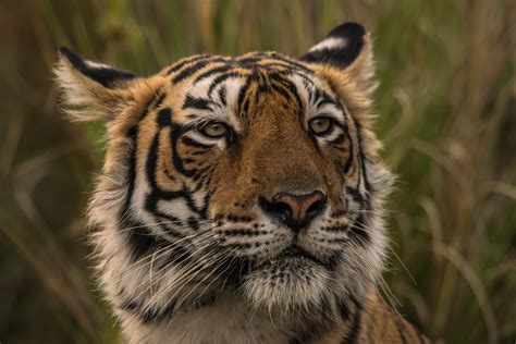 Tx2 + COVID-19 = increasing challenges for tiger conservation - WWF.CA