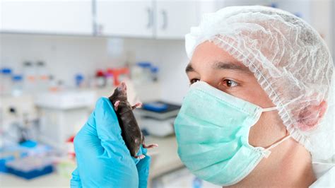 Lab Mice Become Stressed And Timid Around Men — But Not Women