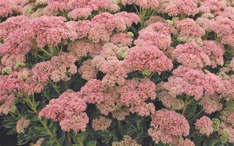 Drought-Tolerant Perennials - Greenhouse Product News