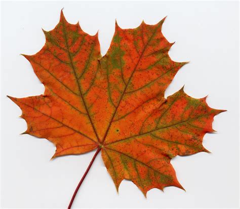 Canadian Maple Leaf Png Orgfile:canadian maple leaf