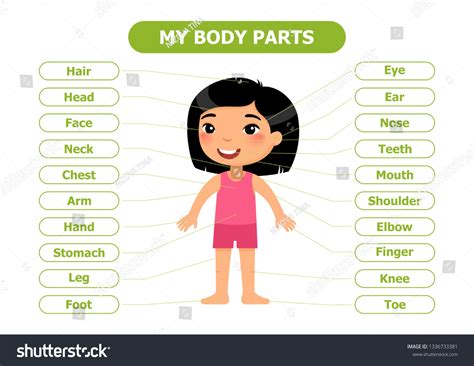 My Body Parts Anatomy Children Cartoon Stock Vector (Royalty Free) 1336733381 | Shutterstock