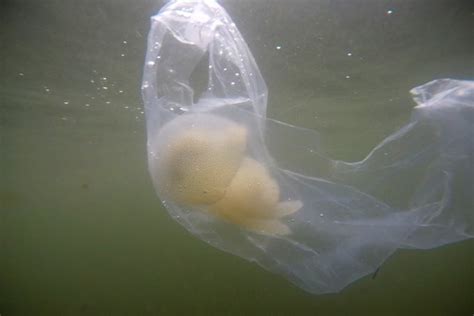 Asia Album: Jellyfish bloom in East Java, Indonesia - Latitudes