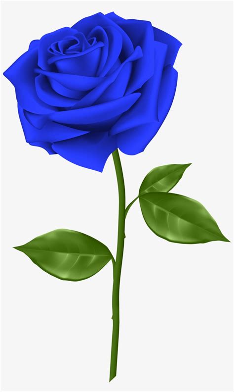 Blue Rose Flower Image Hd | Best Flower Site