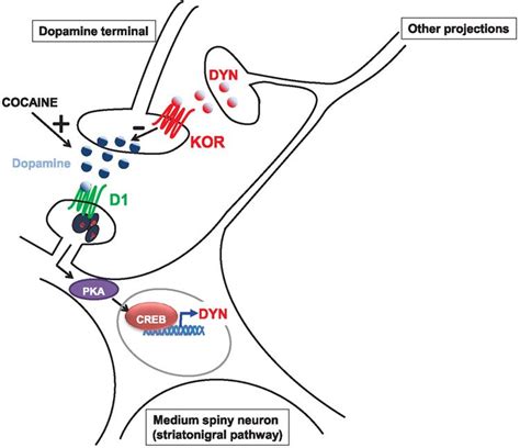 Κ opioid receptor - Alchetron, The Free Social Encyclopedia