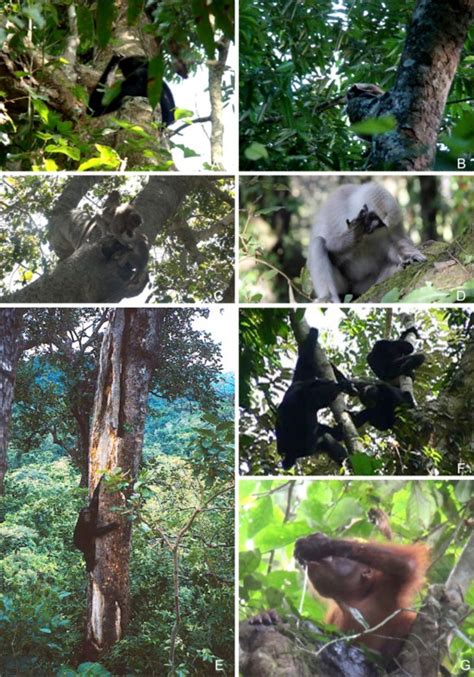 Species New to Science: [Mammalogy / Behaviour • 2016] Watering Holes: The Use of Arboreal ...