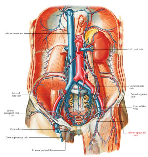 Inferior Epigastric Vein – Earth's Lab