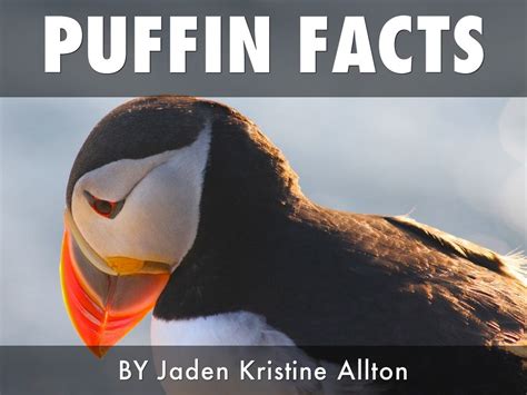 Puffin Facts by Jaden Allton