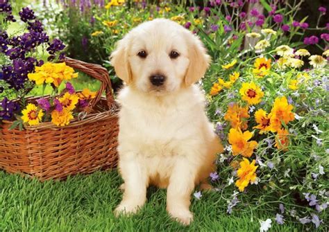 Spring Animal Wallpaper Photo #fUJ Hd Wallpaper Sites, Computer ...