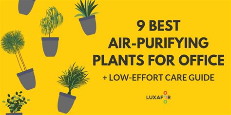 Top 9 Best Air-Purifying Plants For Office That Are Surprisingly Low ...