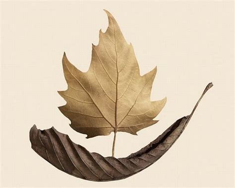 Awesome Dry Leaves Art (18 pics)