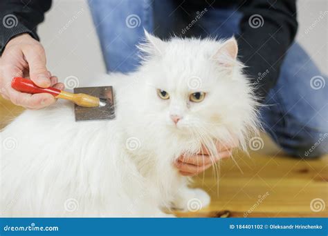 Cat Combing. Long Hair, Cat`s Hairstyle Stock Photo - Image of feline ...