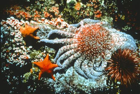 7 Facts About Sea Stars That Are Out of This World - Ocean Conservancy