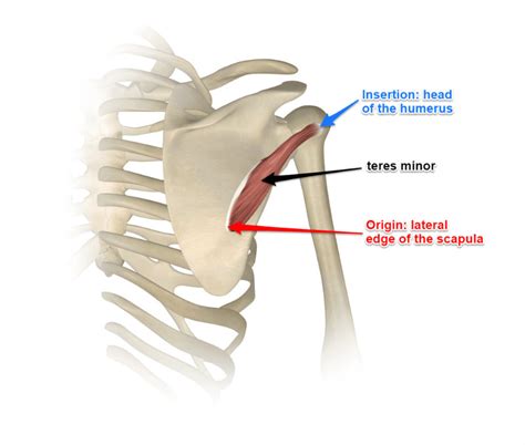 Anatomy Of Infraspinatus Muscle Orthopaedicprinciples - vrogue.co