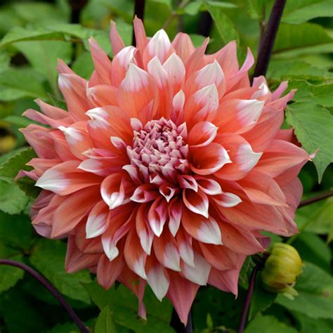 Bulbes DAHLIA 'Holland Festival' - Dahlia décoratif en vente - Pépinière Lepage