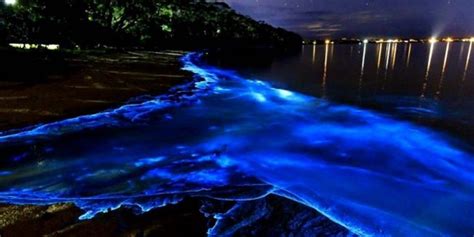 Bioluminescent Animals: 11 Incredible Glowing Species⚡