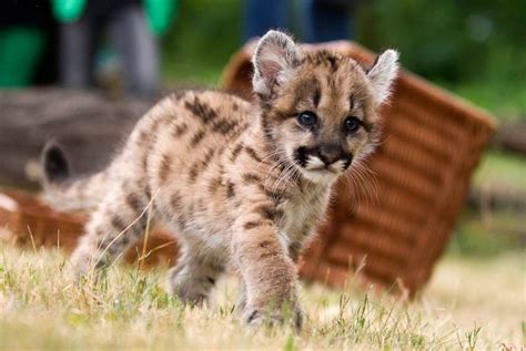 baby cougar! | Cougar Pride | Pinterest