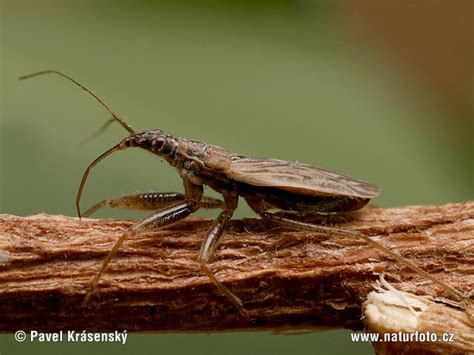 Common Damsel Bug Photos, Common Damsel Bug Images, Nature Wildlife Pictures | NaturePhoto