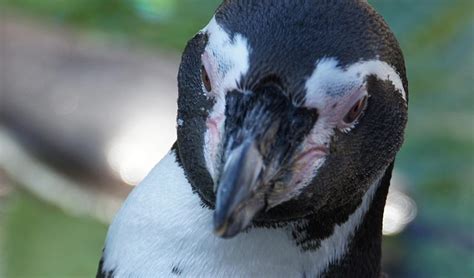 Galapagos Penguin | Go Galapagos