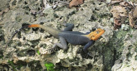 Anoles have it tough in south Florida! | Anole Annals