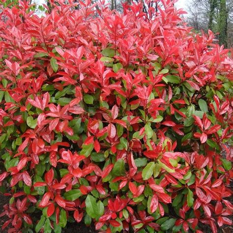 Photinia Fraseri Red Robin – Kearneys Nursery