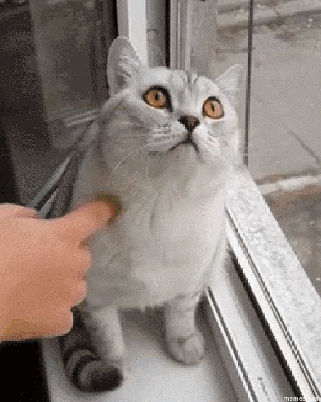 Broken Cat GIF - Find & Share on GIPHY