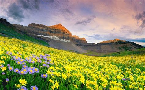 valley-of-flowers-wallpaper - FabHotels | Official Blog