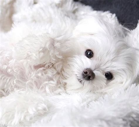 Bichon Frise … | Teacup puppies maltese, Maltese dogs, Cute dogs