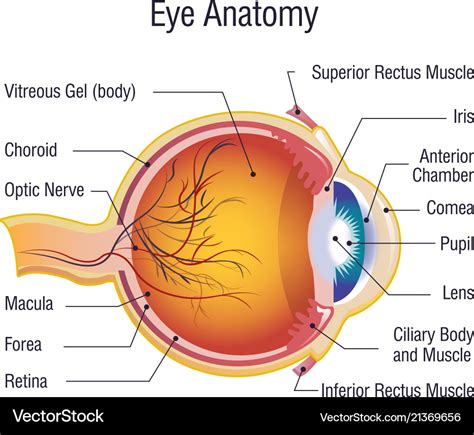 Eye Anatomy Images - Anatomical Charts & Posters