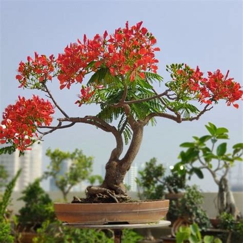 How to Grow Flame Tree Bonsai | Growing Royal Poinciana