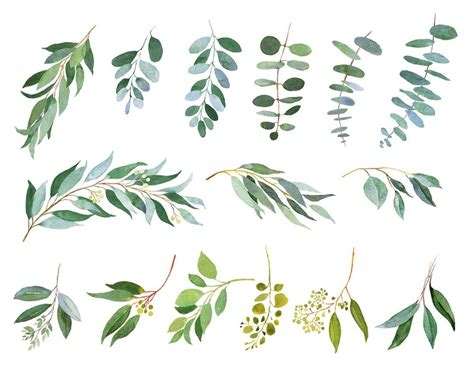 Eucalyptus Watercolor Greenery Art Clip Art Leaf Clipart Greenery | My XXX Hot Girl