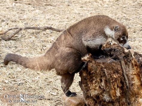 Coatimundi Teeth